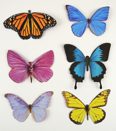 sample of butterflies