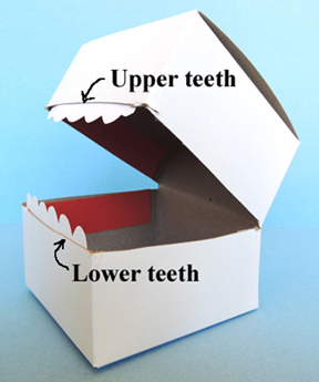 upper and lower teeth