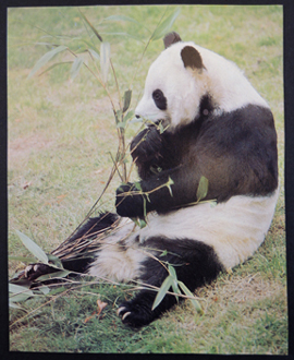 panda bear photo